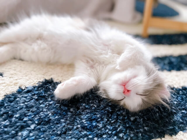 ねこ